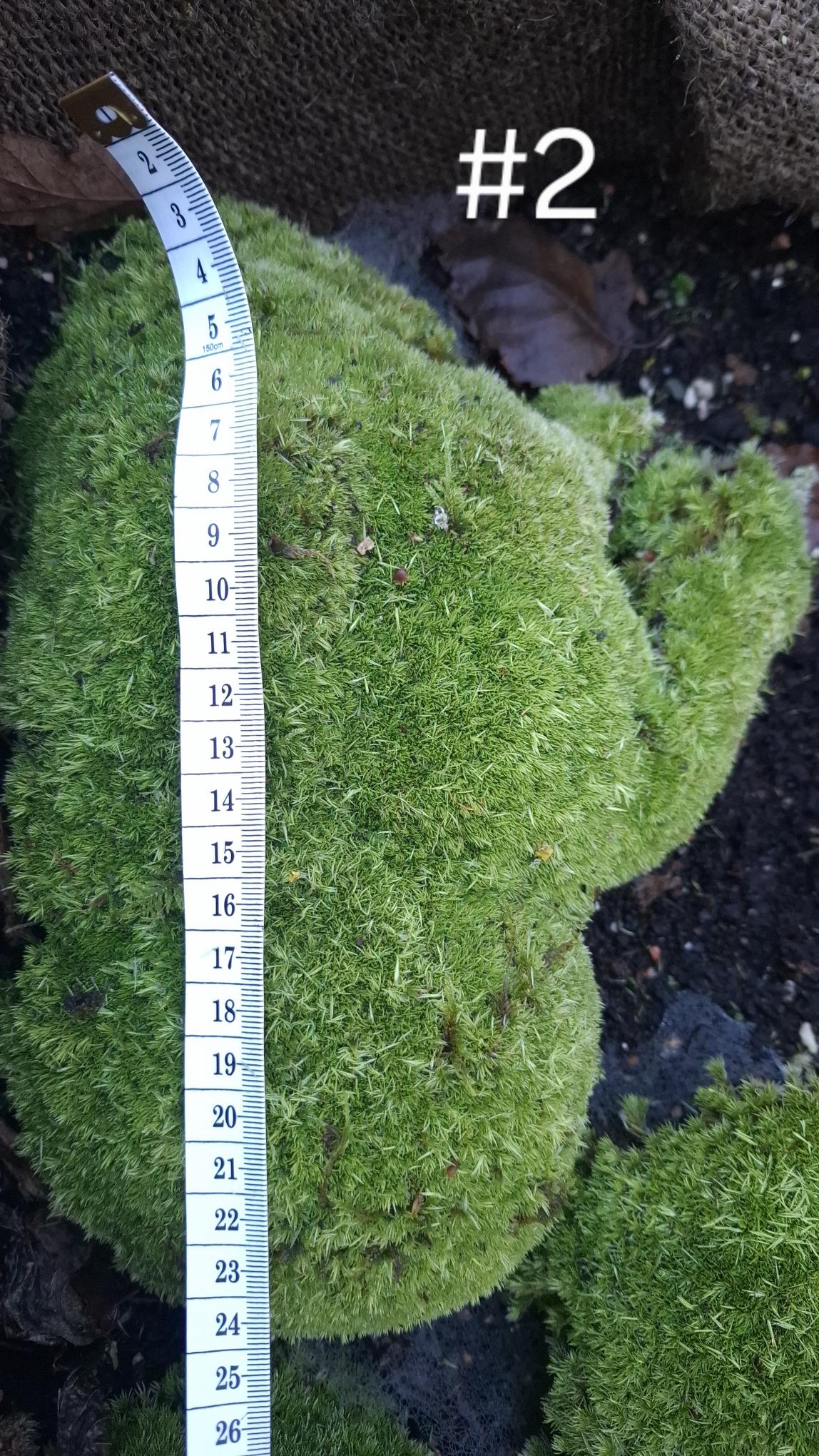 Leucobryum glaucum #2