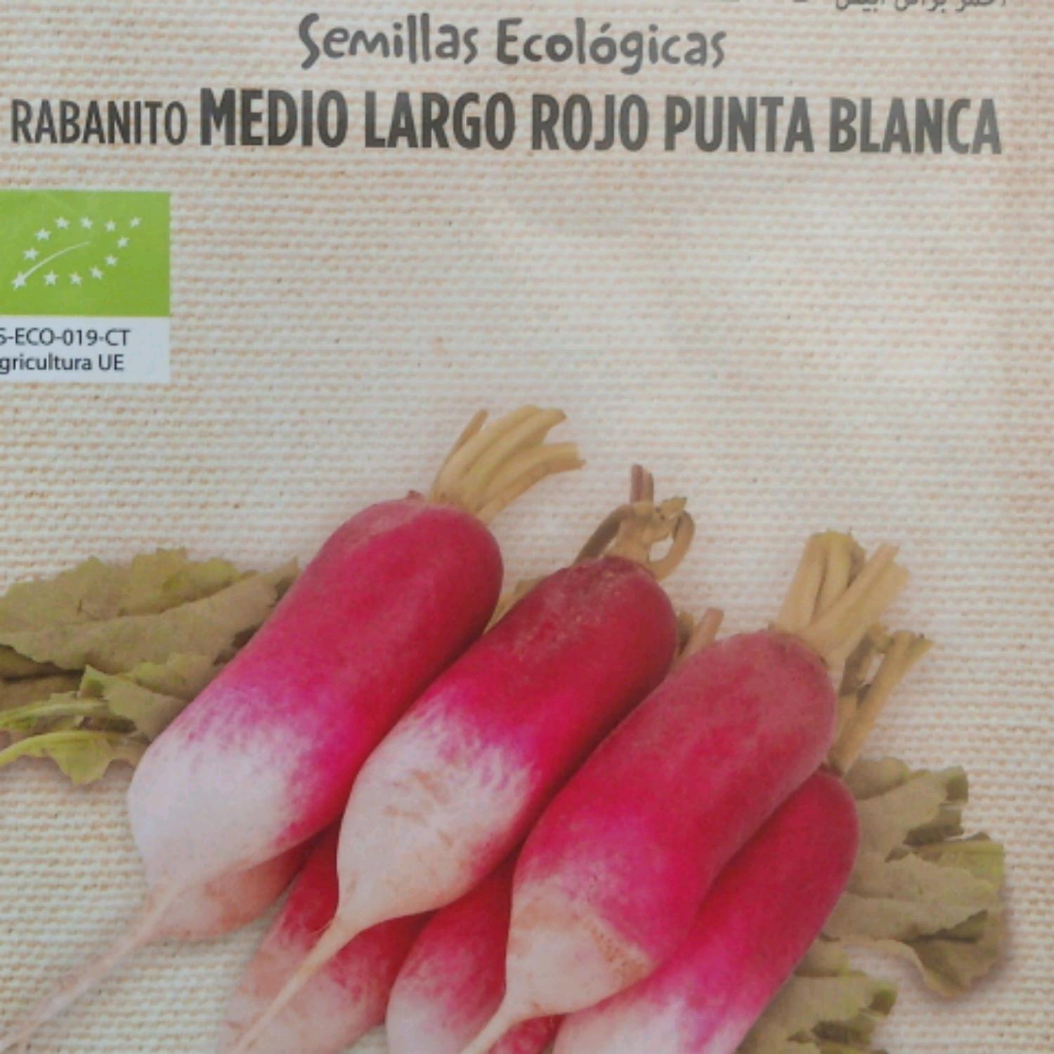 s. rabanito rojo punta blanca