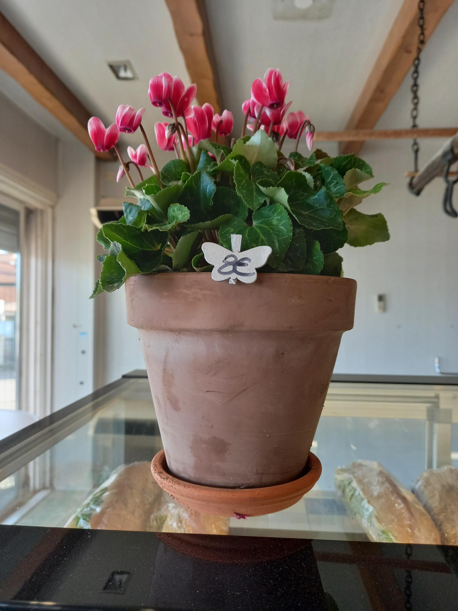 Cyclamen