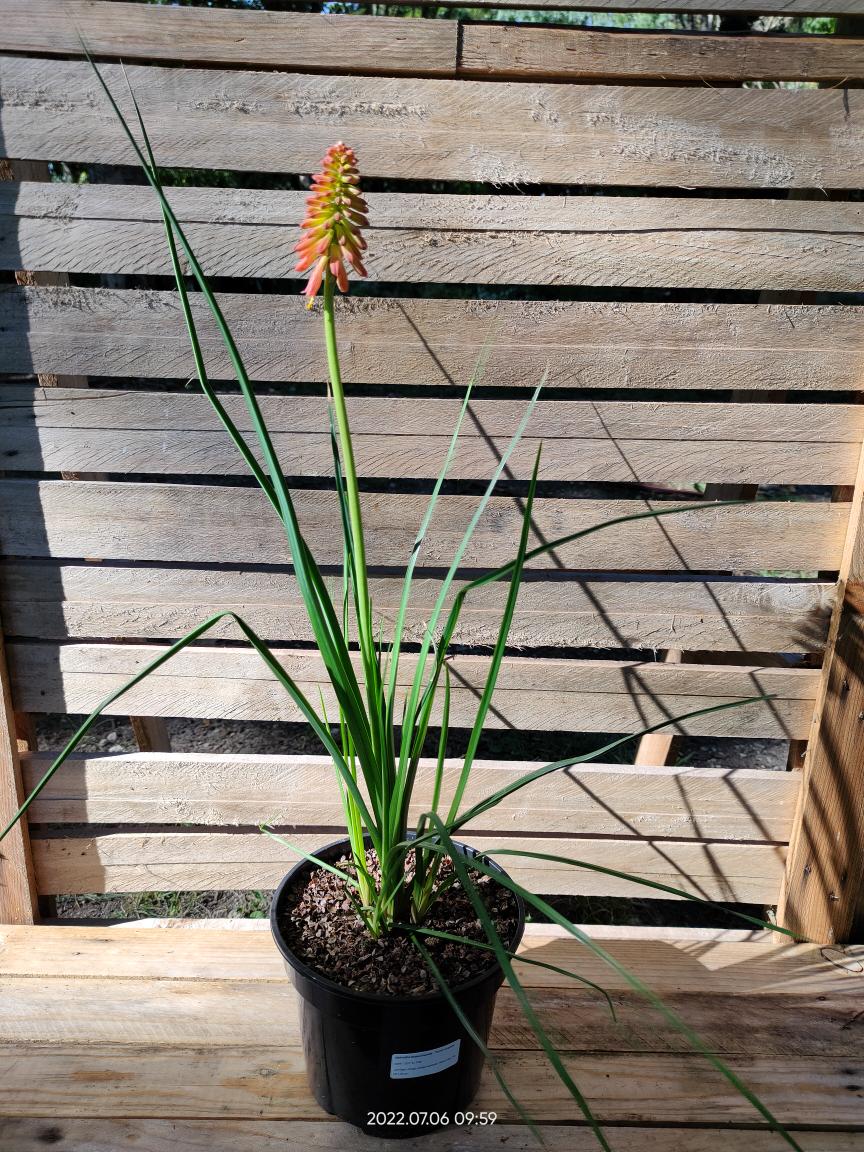 Kniphofia 'Redhot Popsicle' - C2l