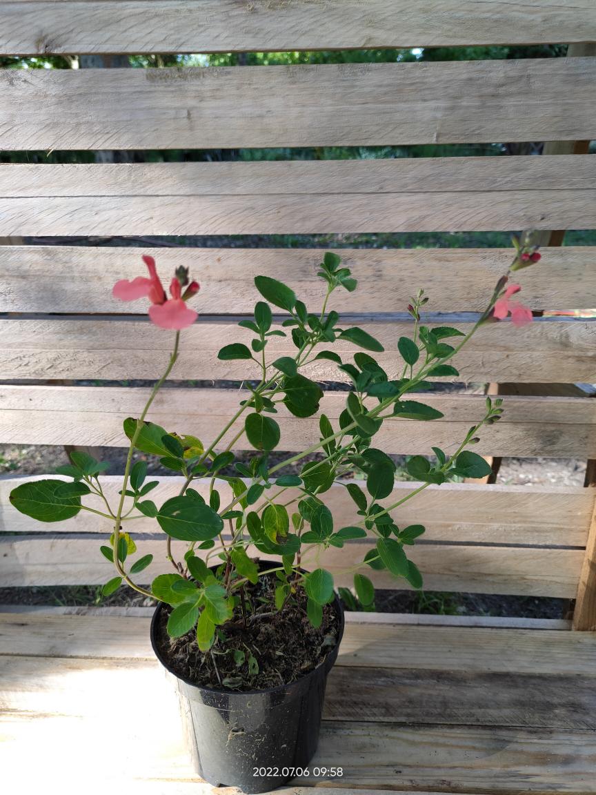 Salvia microphyllia 'El Duranzo' - C2l