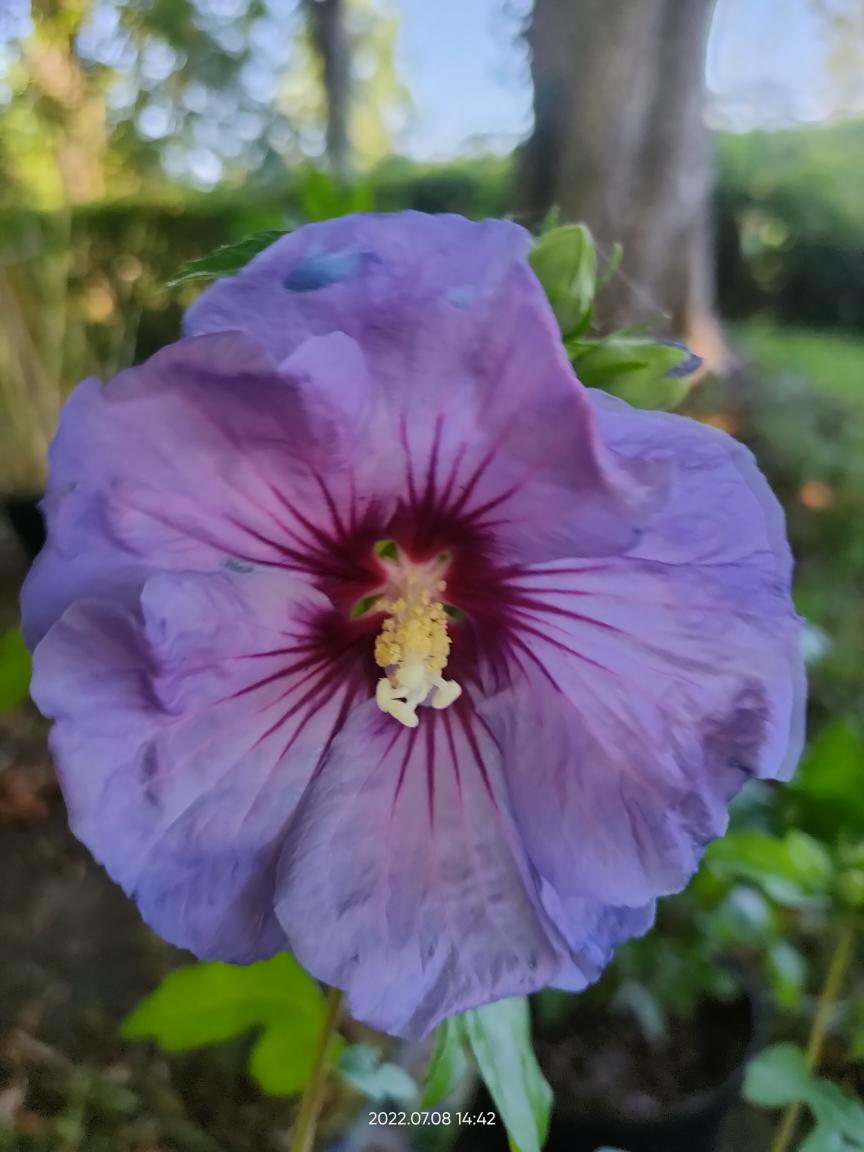 Hibiscus "ultramarine" - Clt4.5