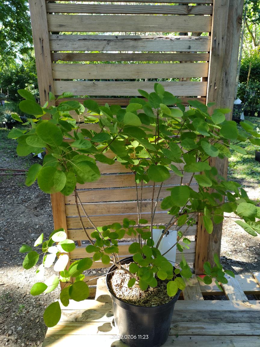 Cotinus coggygria "golden lady" Clt10
