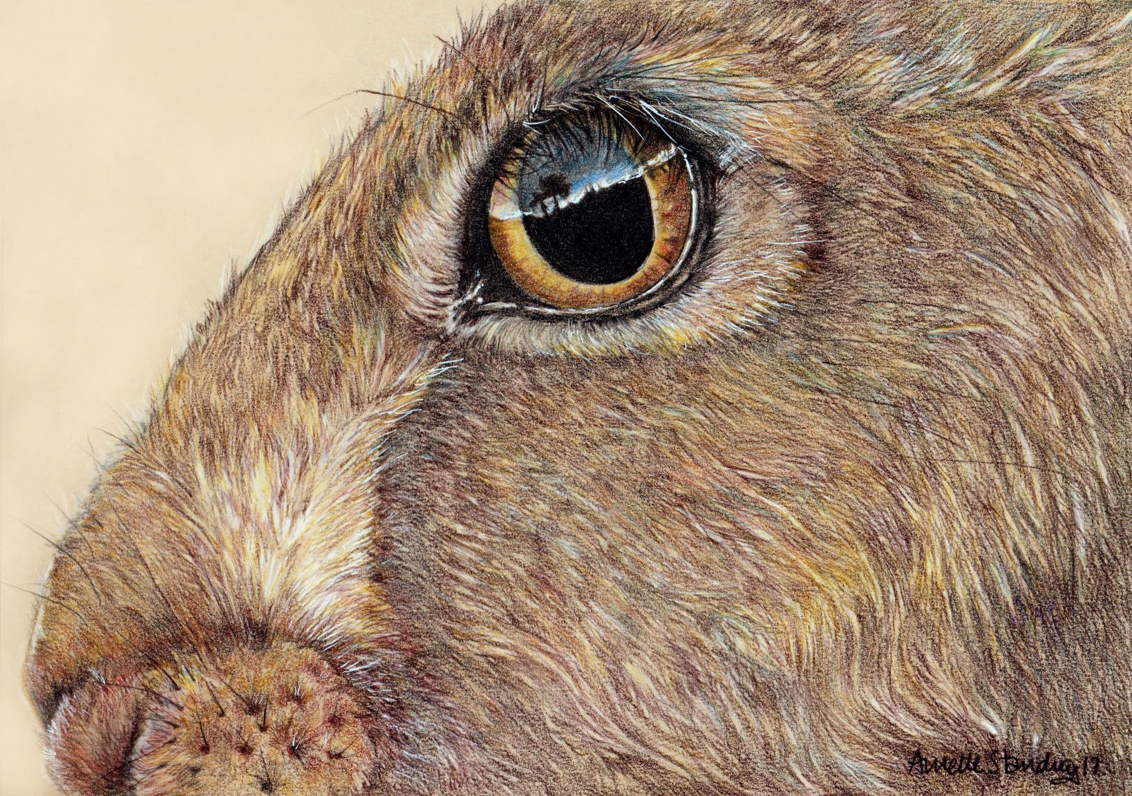 hare Stare Original SOLD