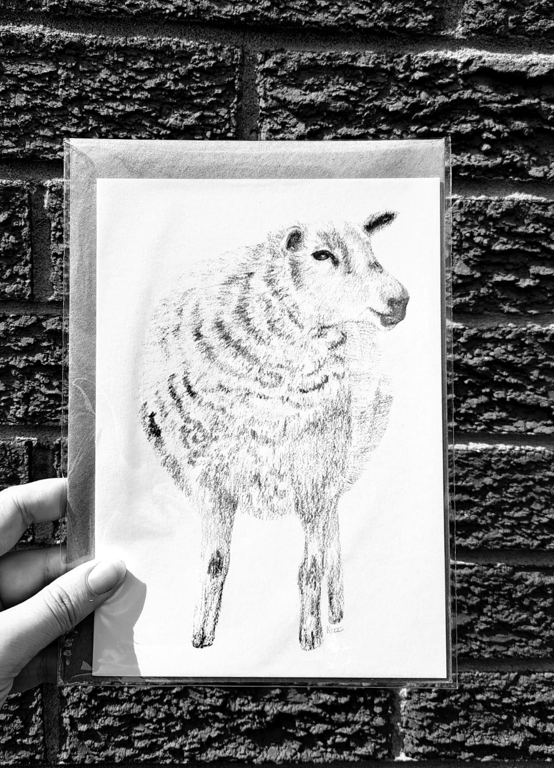 Sheep Greetings Card