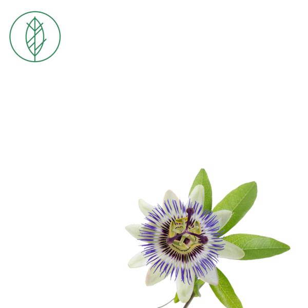Passion flower (Passiflora incarnata)