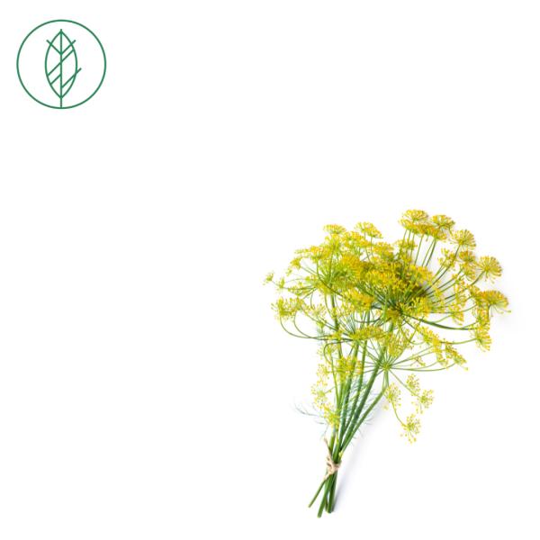 Fennel (Foeniculum vulgare)