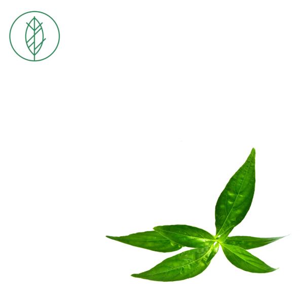 Andrographis (Andrographis paniculata)