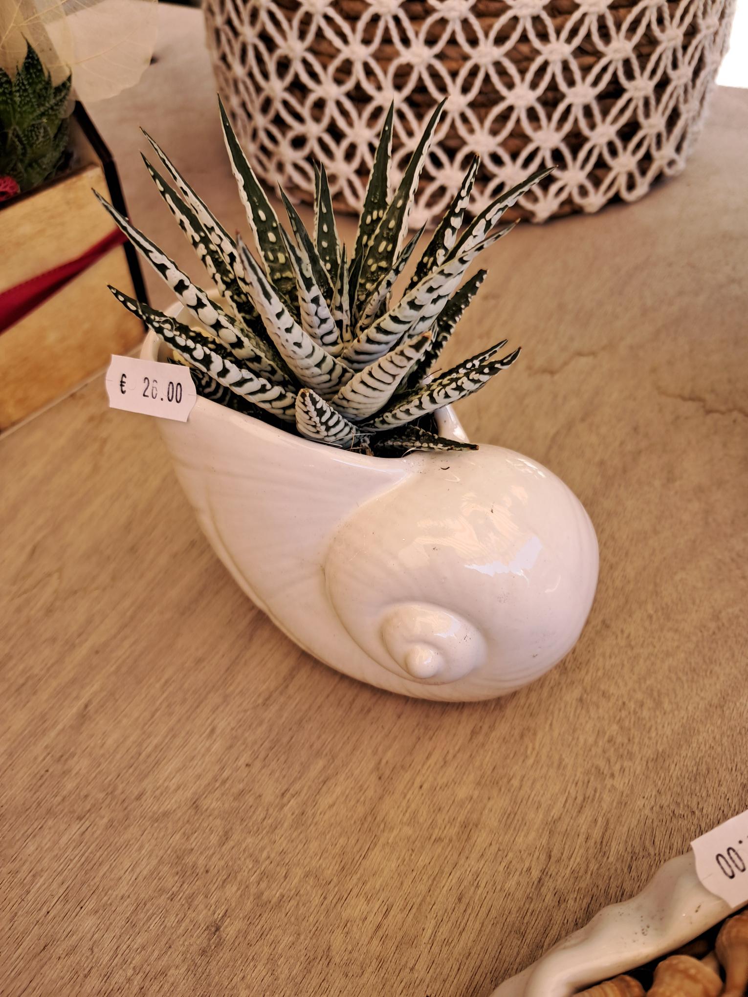 Haworthia con vaso in ceramica 20cm