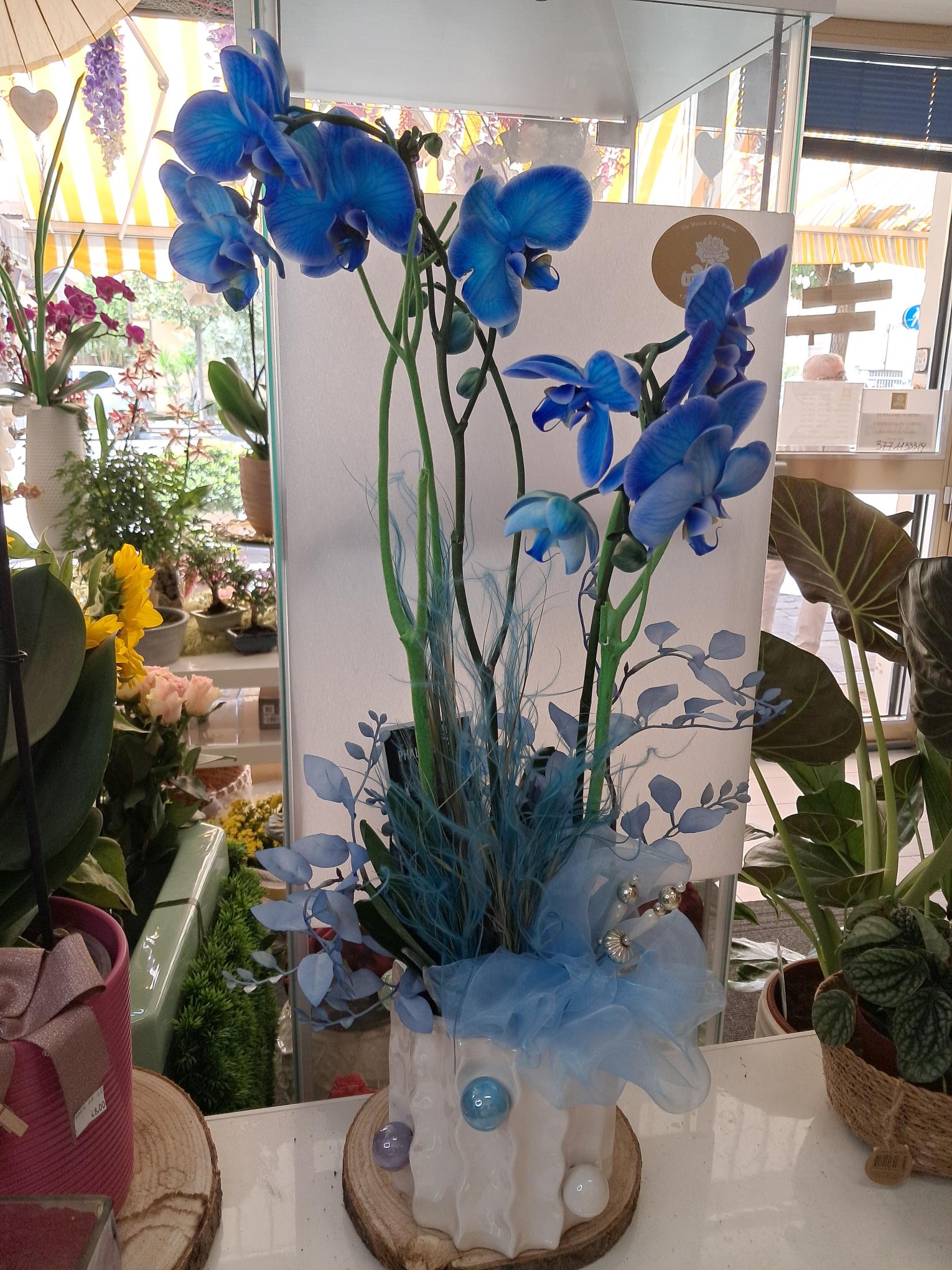 Orchidea blu con vaso in ceramica ,elegante confezionata con organza 