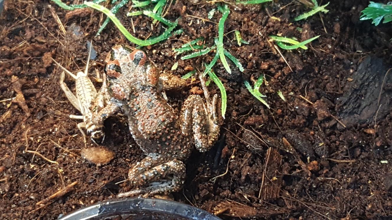 South American toad 