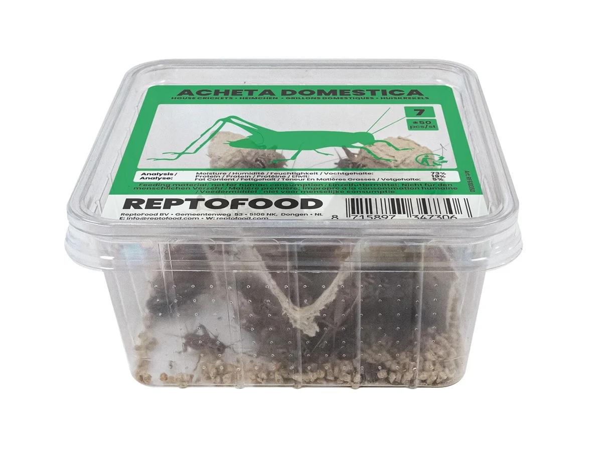 Repto house crickets 7
