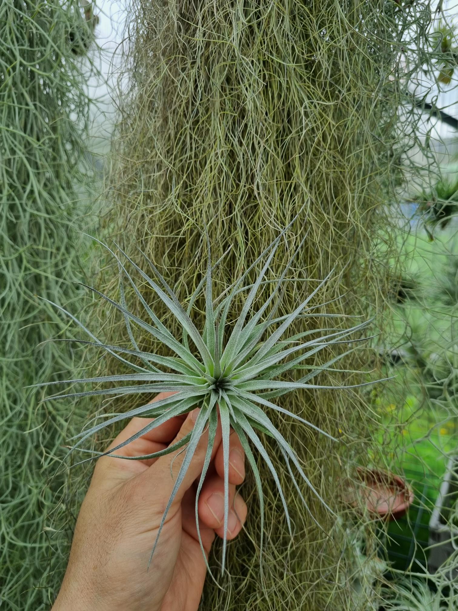 Tillandsia Houston Coton Candy