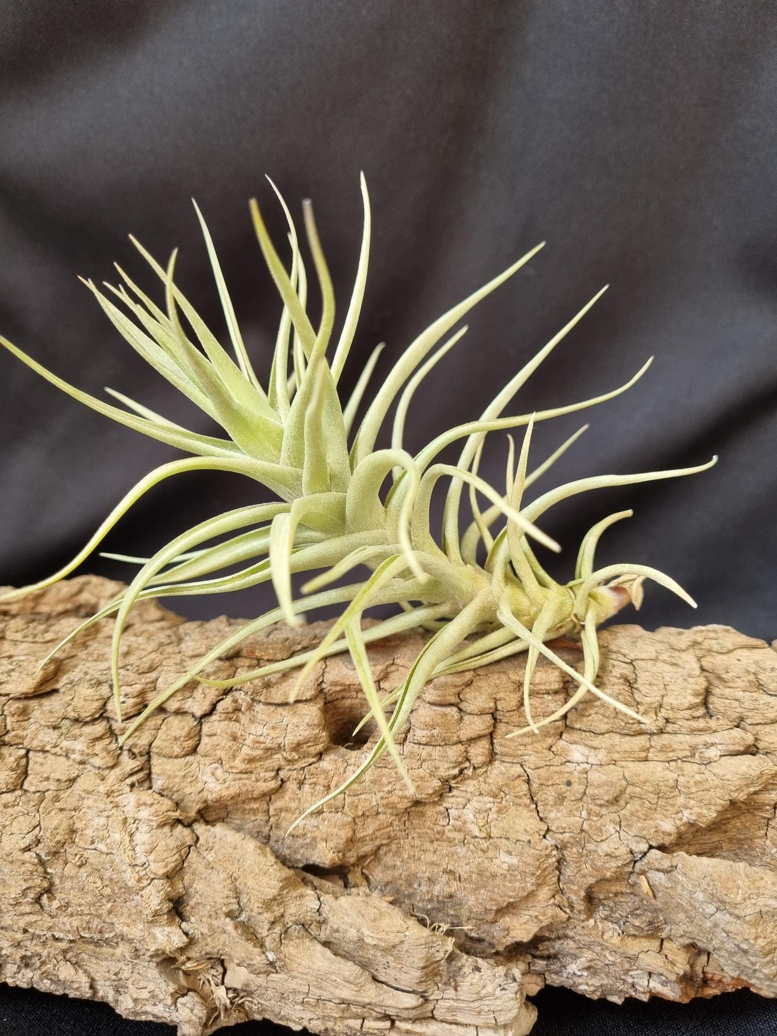 Tillandsia aeranthos