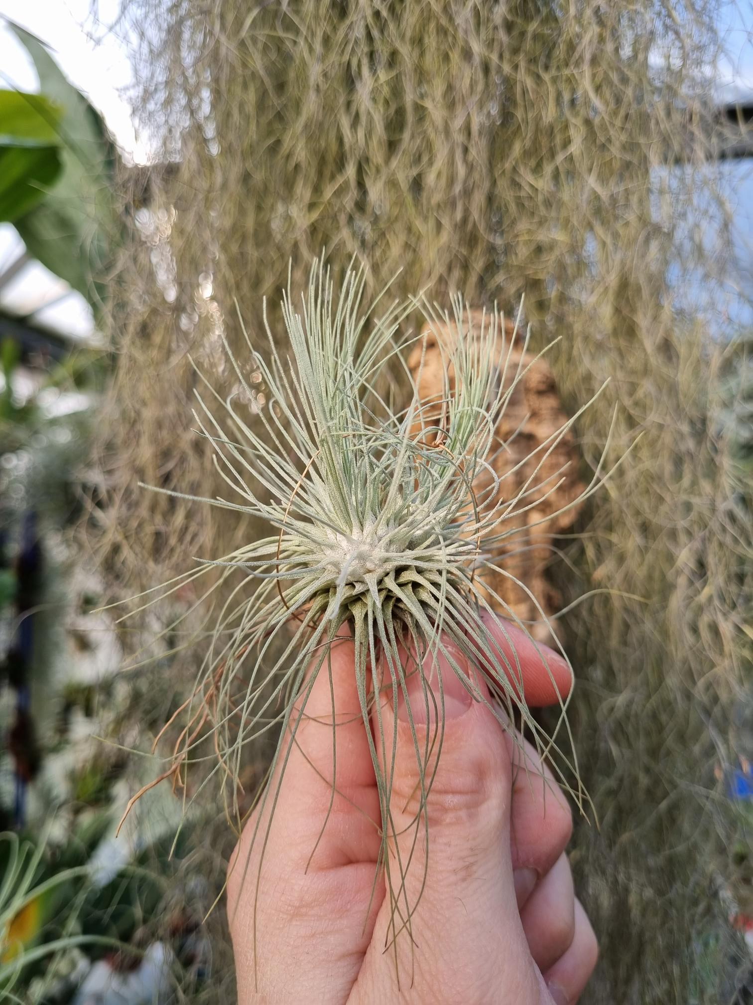 Tillandsia fuchsii gracilis touffe